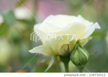 白玫瑰和芽 139710313