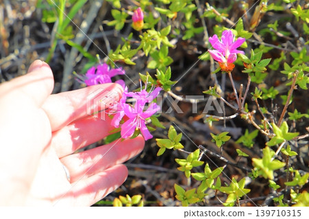 一隻手拿著一朵粉紅色的杜鵑花。 139710315