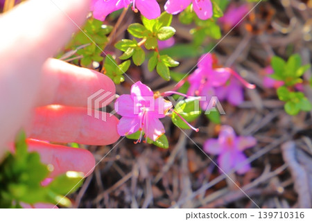一隻手拿著一朵粉紅色的杜鵑花。 139710316