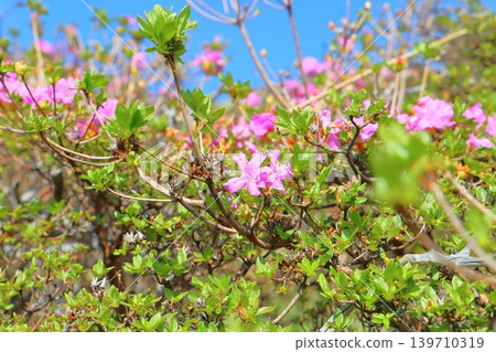 美山霧島(粉紅花) 美山霧島(粉紅花) 139710319