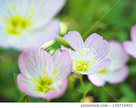 月見草桐 139710401