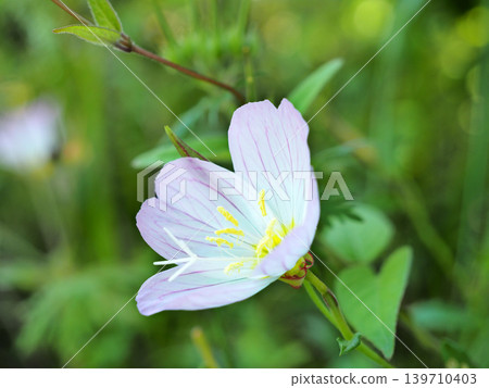 月見草桐 139710403