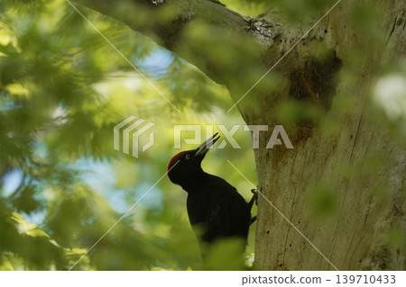黑啄木鳥,北方森林之王 黑啄木鳥,北方森林之王 139710433