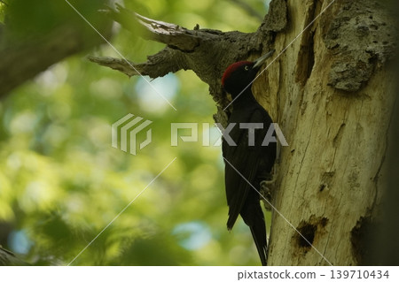 黑啄木鳥，北方森林之王 139710434