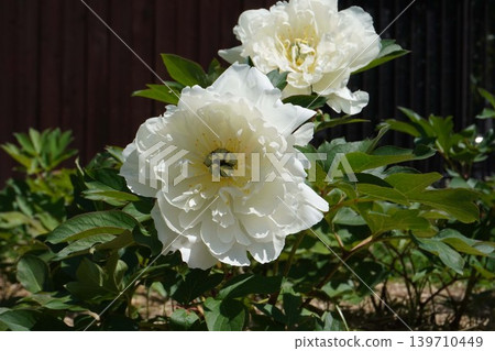 White peony flowers, May 2026 139710449