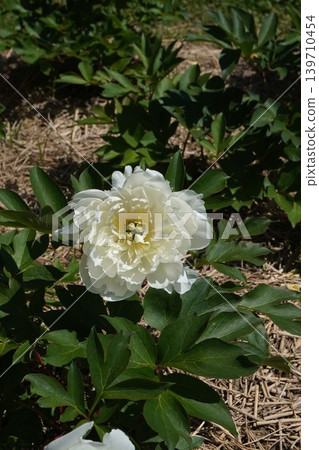 White peony flowers, May 2026 White peony flowers, May 2026 139710454