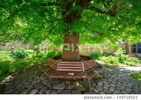 Bench Around Tree in Sunlit Cobblestone Courtyard Bench Around Tree in Sunlit Cobblestone Courtyard 139710501