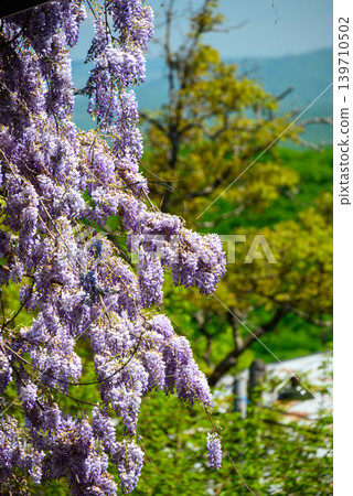 Purple Wisteria Blossoms Hanging in Spring Garden Purple Wisteria Blossoms Hanging in Spring Garden 139710502