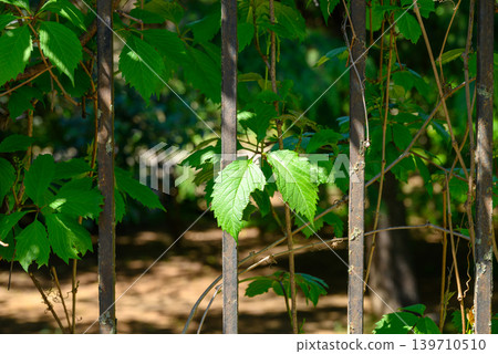 Green vine leaves on metal fence in sunlight 139710510
