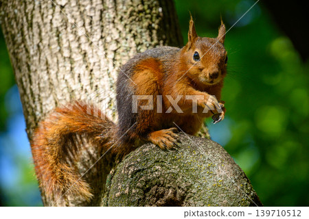 Red squirrel on tree branch eating a nut Red squirrel on tree branch eating a nut 139710512