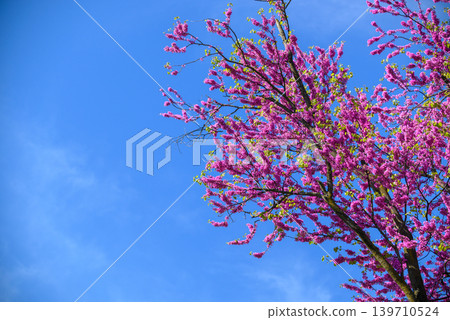 Pink Spring Blossoms Against Blue Sky 139710524