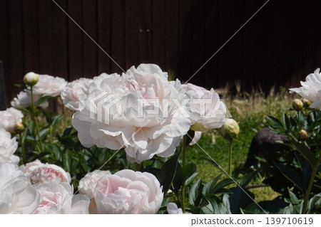 Peony flower "Princess Kaguya" May 2026 139710619