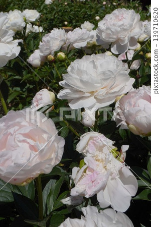 Peony flower "Princess Kaguya" May 2026 Peony flower "Princess Kaguya" May 2026 139710620