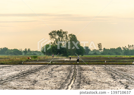 Farmers spreading fertilizer across rice paddies during early morning rural landscape traditional agricultural work 139710637