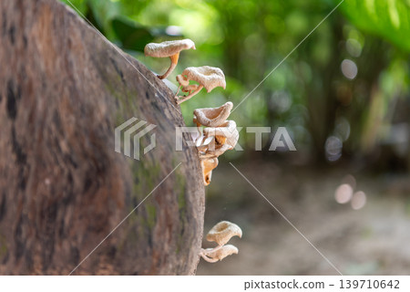 Closeup of wild mushrooms growing on decaying tree trunk in natural forest environment soft green background Closeup of wild mushrooms growing on decaying tree trunk in natural forest environment soft green background 139710642