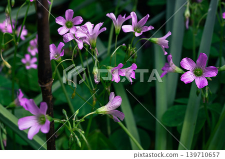 Purple flower 139710657
