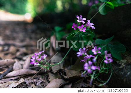 Purple flower Purple flower 139710663