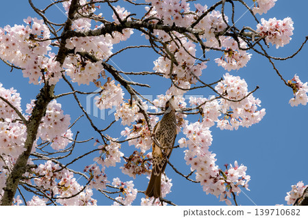 A bulbul surrounded by cherry blossoms A bulbul surrounded by cherry blossoms 139710682