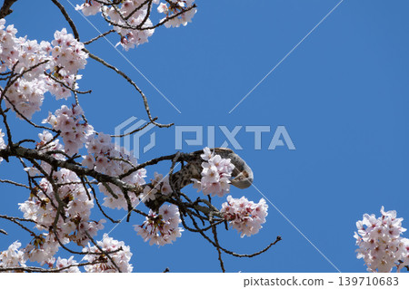 A bulbul approaches the cherry blossoms. A bulbul approaches the cherry blossoms. 139710683