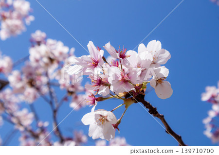 Close-up of cherry blossoms blooming against a blue sky Close-up of cherry blossoms blooming against a blue sky 139710700