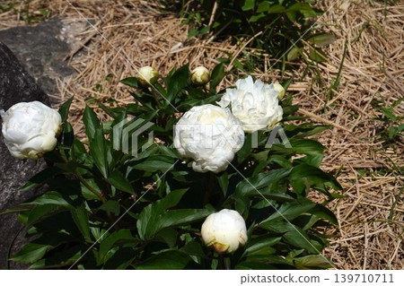 牡丹花「真珠」 2026年5月 牡丹花「真珠」 2026年5月 139710711
