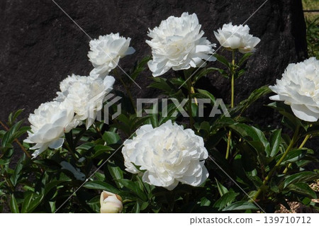 Peony flower "Shinju" May 2026 139710712