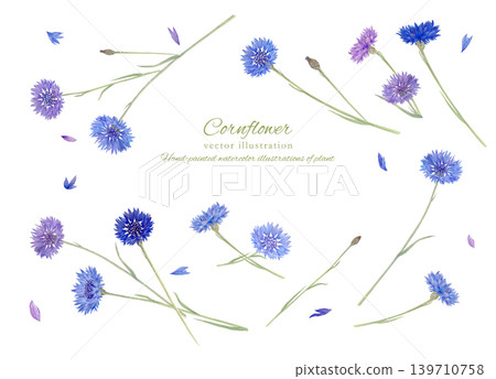 矢車菊水彩插畫 矢車菊水彩插畫 139710758
