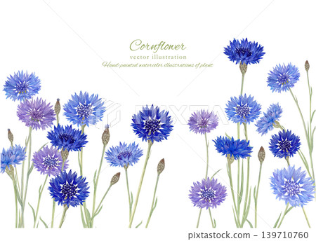 Watercolor illustration of cornflowers Watercolor illustration of cornflowers 139710760
