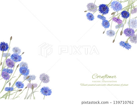 Watercolor illustration of cornflowers Watercolor illustration of cornflowers 139710762