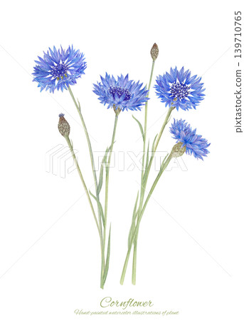 Watercolor illustration of cornflowers Watercolor illustration of cornflowers 139710765