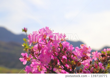 Miyama Kirishima (Rhododendron kiusianum), pink flowers, Sensuikyo Gorge Miyama Kirishima (Rhododendron kiusianum), pink flowers, Sensuikyo Gorge 139710771