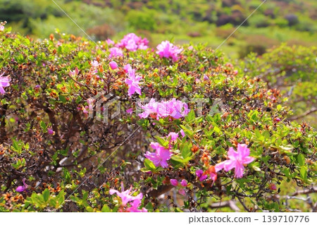 美山霧島(粉紅花) 美山霧島(粉紅花) 139710776