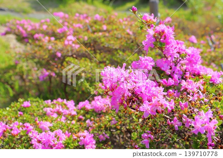 美山霧島(杜鵑花),粉紅色的花朵,仙水峽 美山霧島(杜鵑花),粉紅色的花朵,仙水峽 139710778
