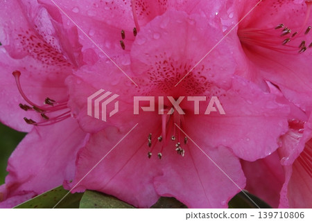 被雨打濕的粉色杜鵑花 139710806