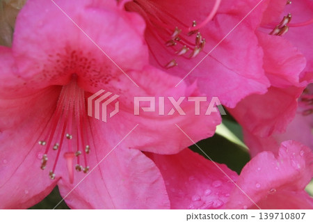 pink azalea wet in the rain pink azalea wet in the rain 139710807