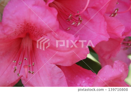 pink azalea wet in the rain pink azalea wet in the rain 139710808