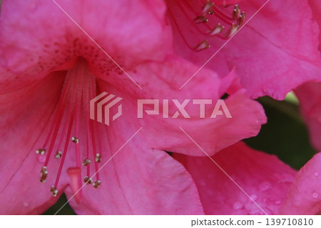 被雨打濕的粉色杜鵑花 被雨打濕的粉色杜鵑花 139710810