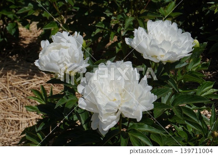 Peony flower "Snow White" May 2026 Peony flower "Snow White" May 2026 139711004