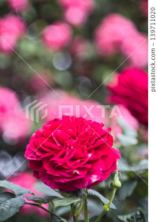 A red rose A red rose 139711020