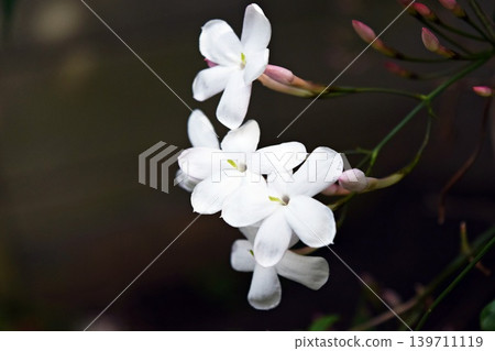 我們的茉莉花 2026 我們的茉莉花 2026 139711119