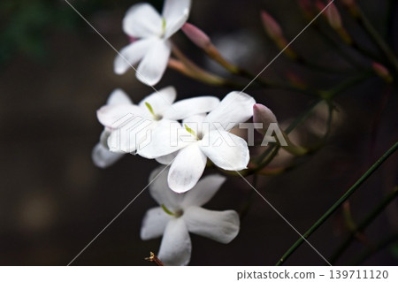 我們的茉莉花 2026 我們的茉莉花 2026 139711120