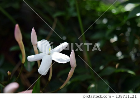 我們的茉莉花 2026 我們的茉莉花 2026 139711121