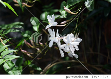我們的茉莉花 2026 139711123