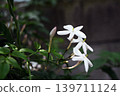 我們的茉莉花 2026 139711124