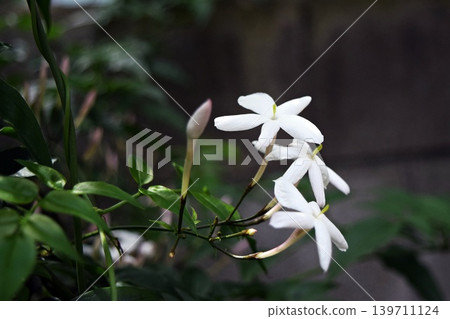 我們的茉莉花 2026 我們的茉莉花 2026 139711124