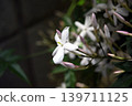 我們的茉莉花 2026 139711125