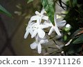 我們的茉莉花 2026 139711126
