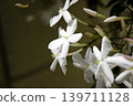 我們的茉莉花 2026 139711128