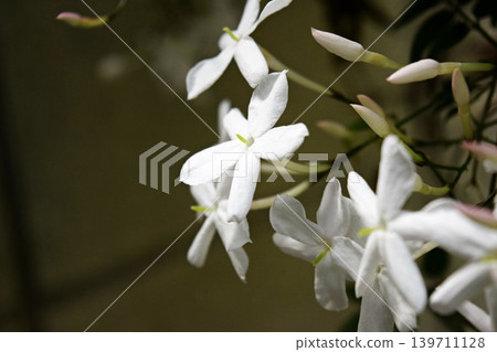 我們的茉莉花 2026 我們的茉莉花 2026 139711128