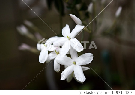 我們的茉莉花 2026 我們的茉莉花 2026 139711129